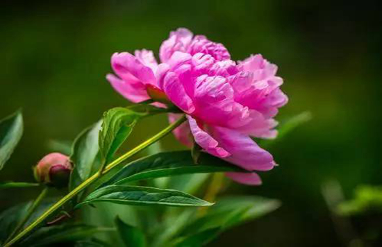 植物趣闻|神奇的植物开花“生物钟”(图4)