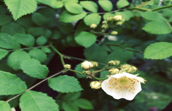 植物趣闻|神奇的植物开花“生物钟”(图7)