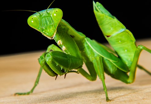 praying-mantis-205165__340.jpg