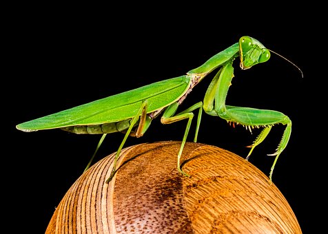 praying-mantis-220982__340.jpg