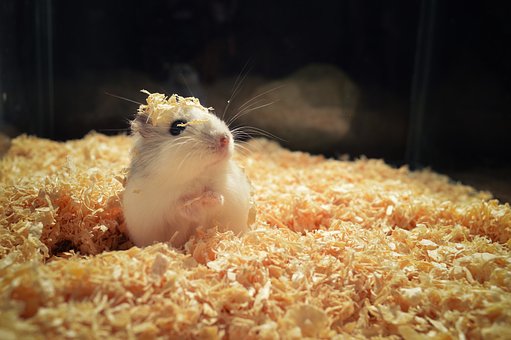 hamster-4017846__340.jpg