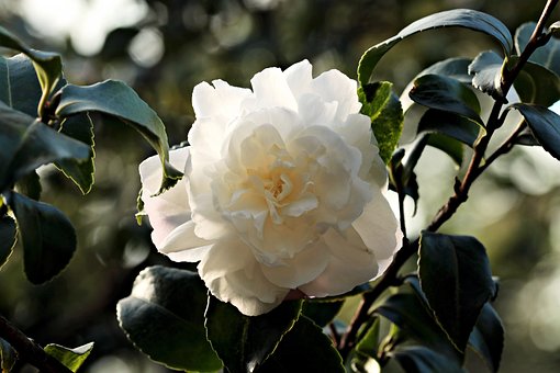 camellia-1883205__340.jpg