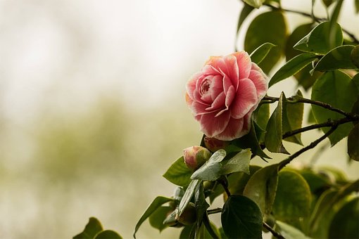 camellia-2520274__340.jpg