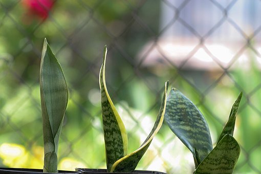 sansevieria-6558535__340.jpg