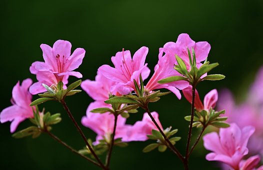 rhododendron-5109966__340.jpg