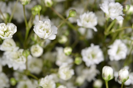 gypsophila-2482877__340.jpg