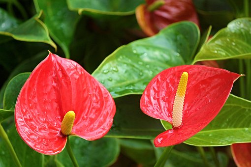 anthurium-flamingo-flower-2507743__340.jpg