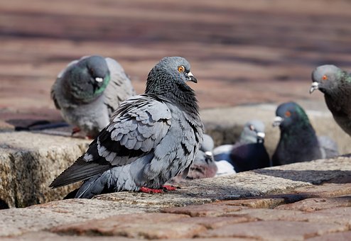 pigeons-3268990__340.jpg