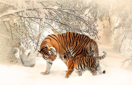 tigers-591359__340.jpg