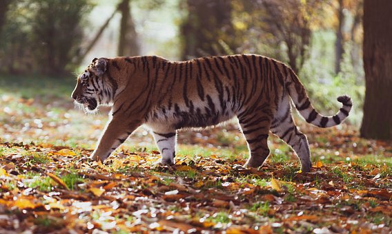 amur-tiger-4155922__340.jpg