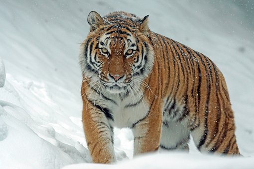 tiger-1975790__340.jpg