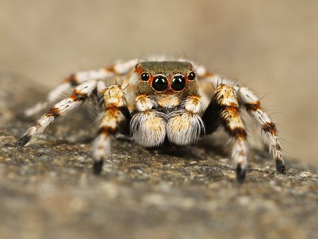 spider-111075__340.jpg