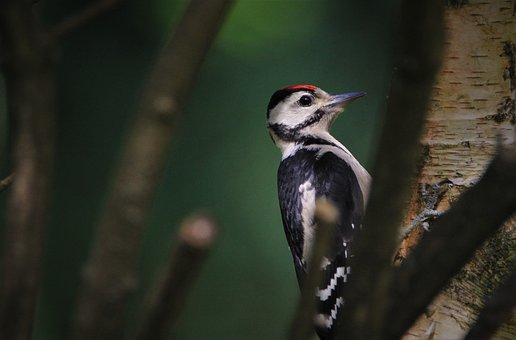 great-spotted-woodpecker-5261220__340.jpg