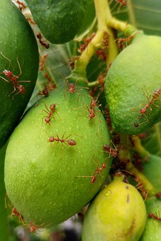 fire-ants-2783019__340.jpg