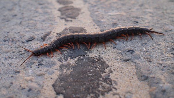 centipede-1672189__340.jpg