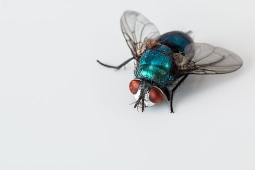 blowfly-2151453__340.jpg