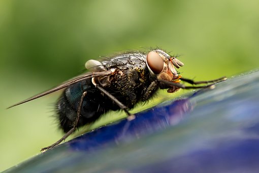 housefly-6221535__340.jpg