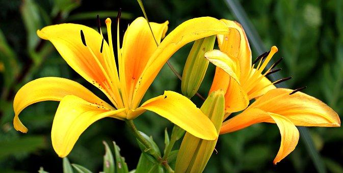 lilies-1512813__340.jpg