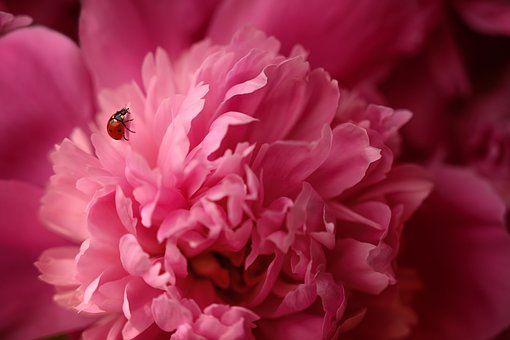 peony-5420406__340.jpg