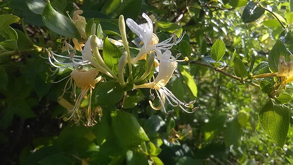 honeysuckle-2365092__340.jpg