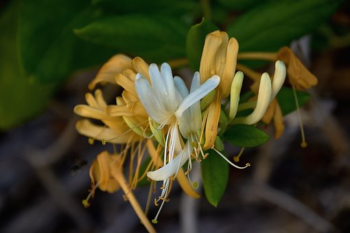 honeysuckle-5328095__340.jpg