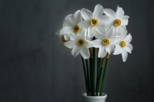 daffodils-6292667__340.jpg