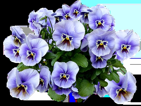 pansy-2402938__340.webp.jpg