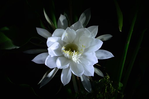 epiphyllum-3203626__340.jpg