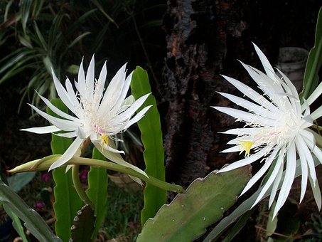 night-blooming-cereus-14557__340.jpg