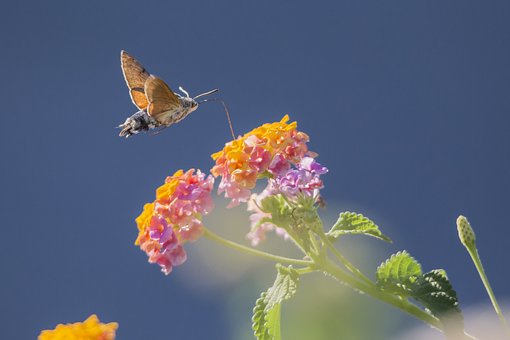 hummingbird-hawkmoth-4811285__340.jpg