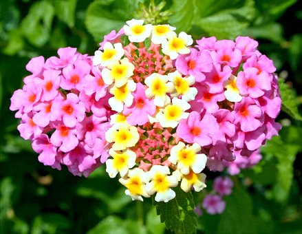 lantana-camara-53777__340.jpg