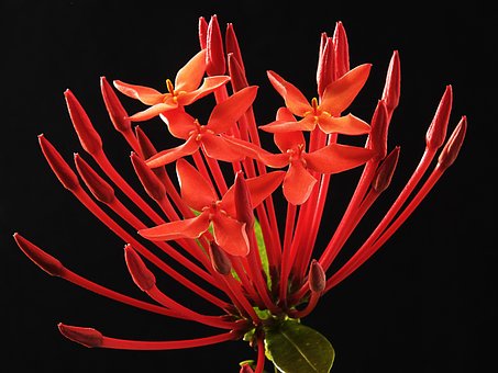 ixora-coccinea-177714__340.jpg