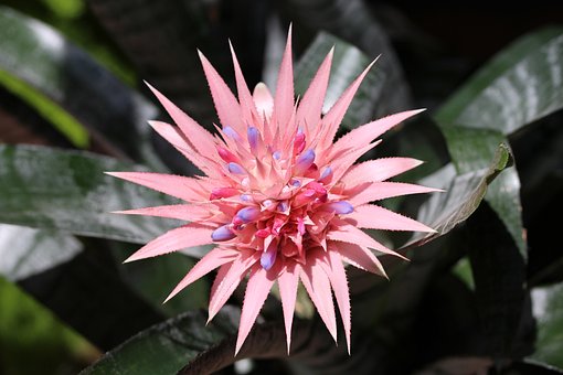 bromeliad-4863787__340.jpg