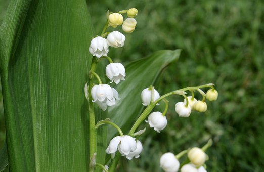 lily-of-the-valley-1415436__340.jpg