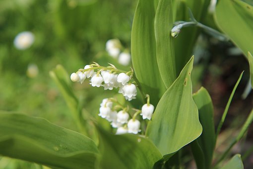 sprigs-of-lily-of-the-valley-7274212__340.jpg