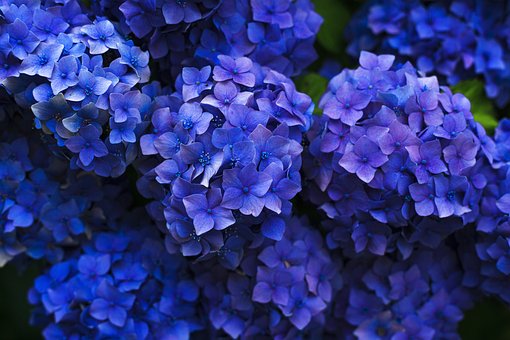 hydrangeas-1851481__340.jpg