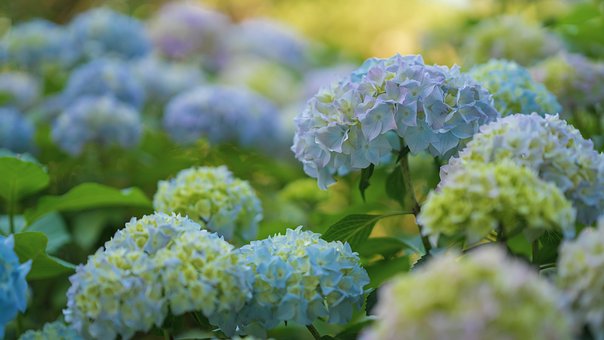 hydrangeas-5393155__340.jpg