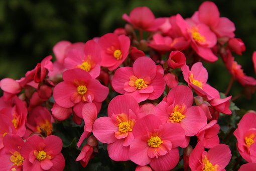 begonias-6466129__340.jpg