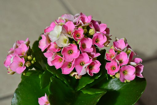 kalanchoe-1327161__340.jpg