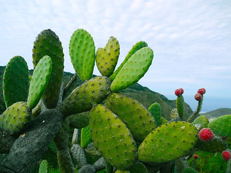 prickly-pear-1501307__340.jpg