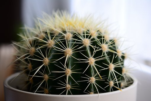 cactus-6743531__340.jpg