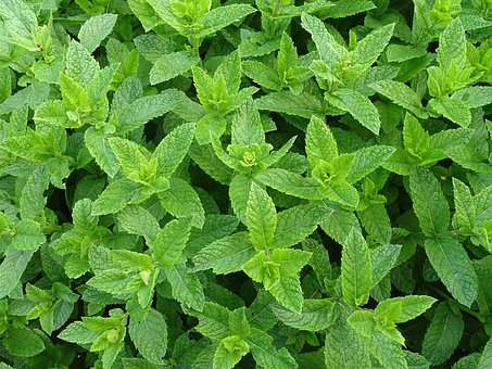 moroccan-mint-2396530__340.jpg