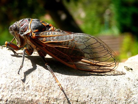 cicada-115913__340.jpg