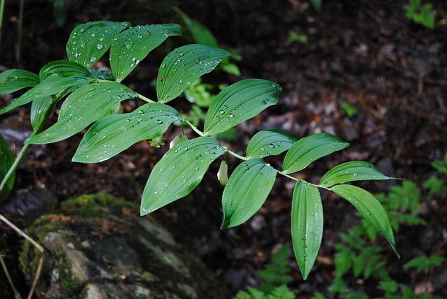 polygonatum-1678175_640.jpg