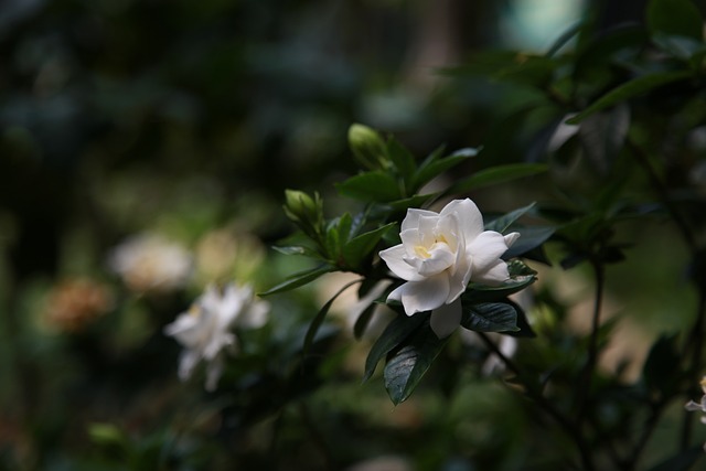 gardenia-3520314_640.jpg