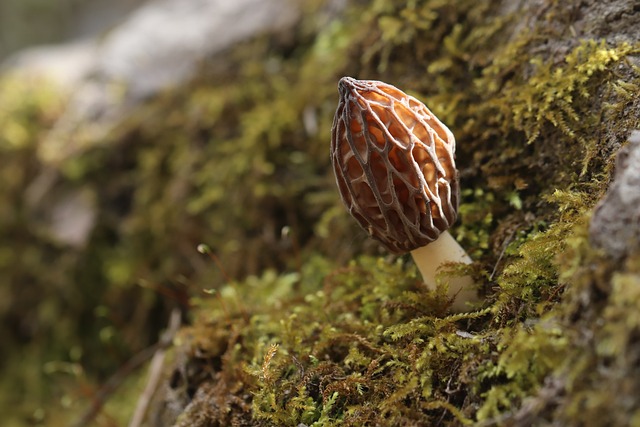 morel-6170412_640.jpg