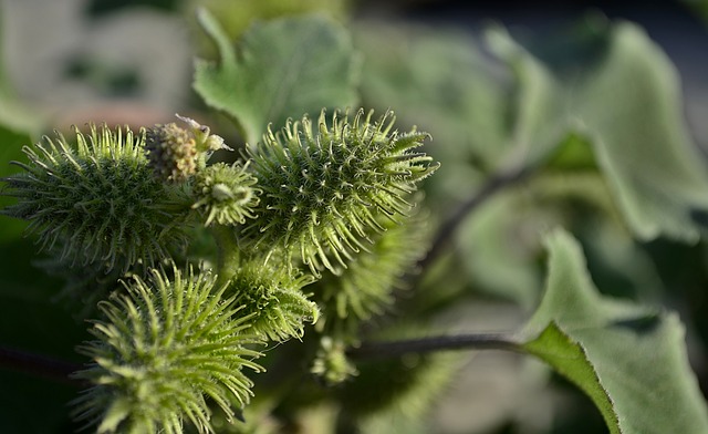 siberian-cocklebur-6941833_640.jpg