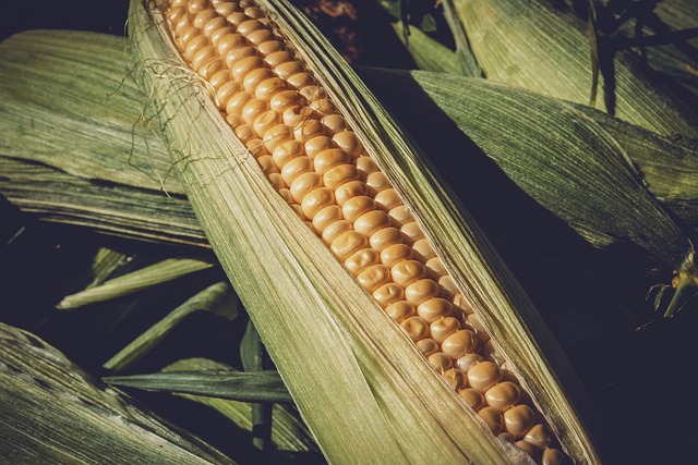 corn-3705687_640.jpg