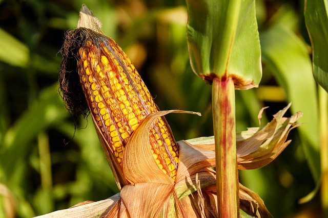 corn-1690387_640.jpg