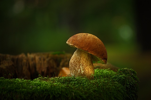 mushroom-2983268_640.jpg